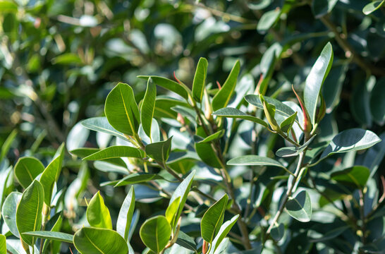 Gros plan sur les fleurs et le feuillage d'un caoutchouc