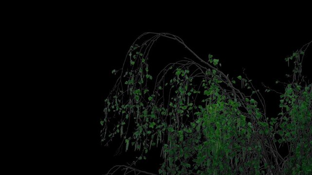 Isolated Tree Top Branches Sway In Breeze Pre-Keyed With Alpha Channel
