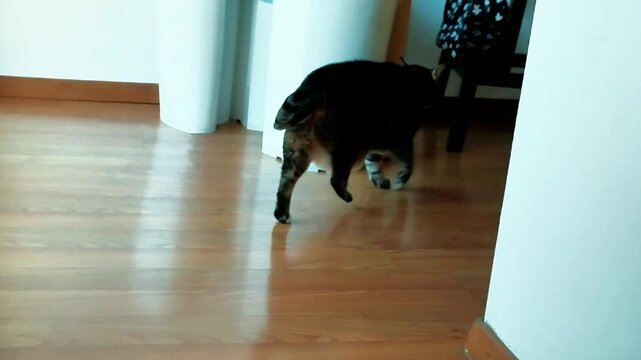 A beautiful European cat with tiger grey fur jumps off her scratching post and walks away