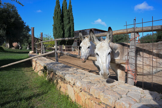 coppia di asini nel recinto di una masseria