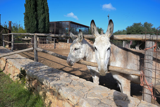 coppia di asini nel recinto di una masseria