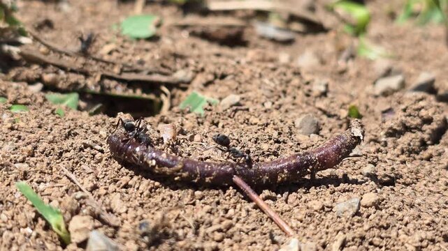 

Teamwork of ants moving a giant earthworm to their colony. 6

