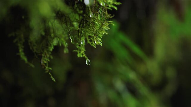 Heavy drops of  rain fall on the forest and trees