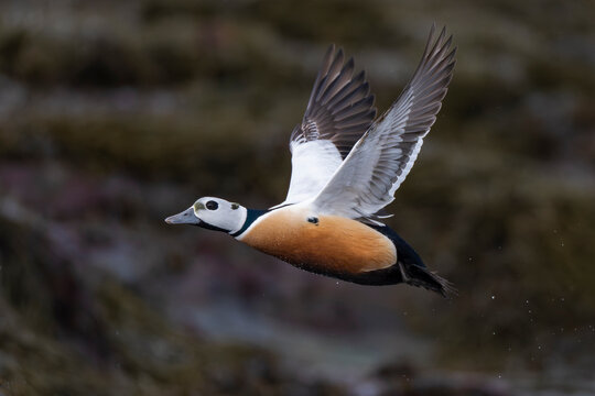 Steller's eider fly over water