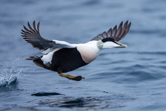 Common Eider fly over the sea