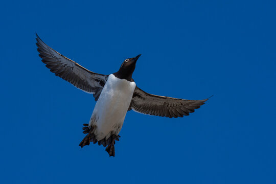 Common murre or common guillemot fly in blue sky