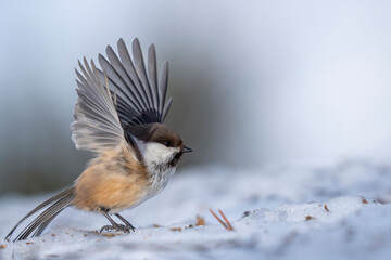 Grey-headed chickadee or Boreal or Siberian tit on the ground with snow © Staffan Widstrand