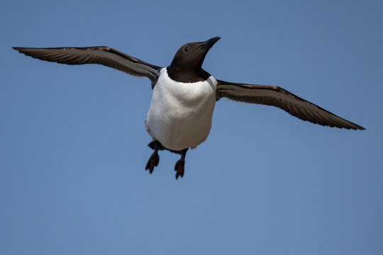 Common murre or common guillemot fly in blue sky