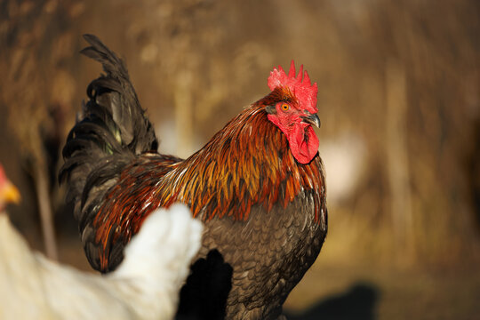 beautiful young rooster walking outdoors in the sun