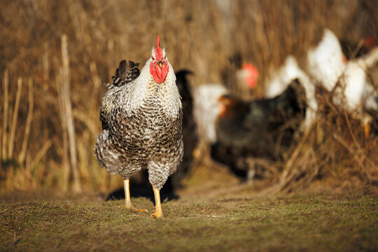 young rooster walking outdoors in the backyard
