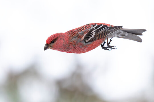 Pine grosbeak fly