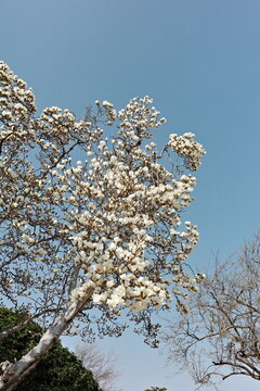 White Magnolia Tree in Full Bloom Against Clear Blue Sky in Spring Season
