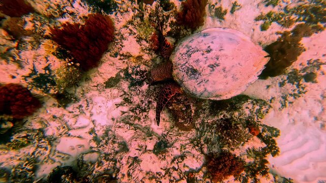 Top down view of a sea turtle swimming over sandy ocean floor nature