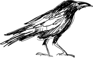 Obraz premium hand drawn crow illustration, black ink sketch of a bird standing, detailed feather texture