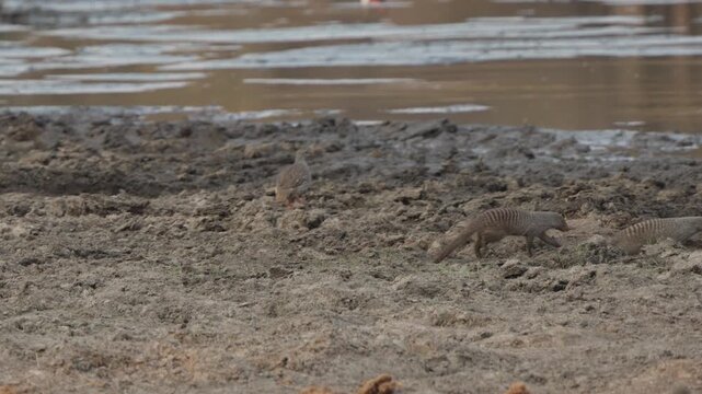 Banded mongooses walk past a grey go-away bird at a muddy watering hole in Kruger National Park, South Africa. Natural wildlife behavior in savanna habitat.