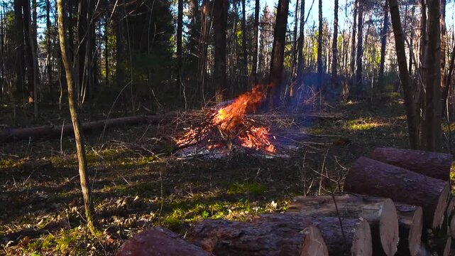 Bonfire burning with brushwood and branches in a spring forest during a sunny day with freshly cut pine logs in the foreground, creating smoke that fills the air around the trees