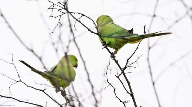 Detailed behavioral study of the Psittacula krameri, documenting its vocalizations and alert posture during the breeding season.