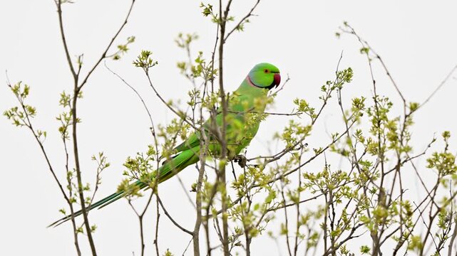 A bright emerald Rose-ringed Parakeet is captured in high detail, reigning over its territory from the highest branch of a tree .