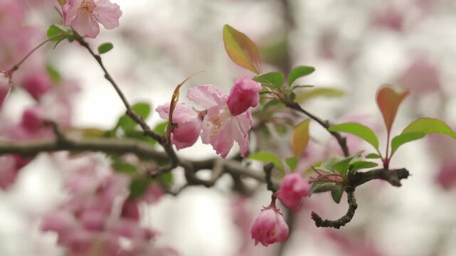 Close Up of Crabapple blossoms (Malus species)