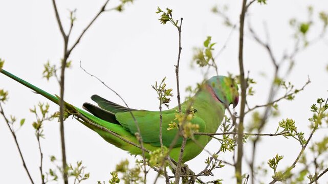 Observation of the Rose-ringed Parakeet&rsquo;s long, elegant tail feathers, which provide stability while perched at great heights.