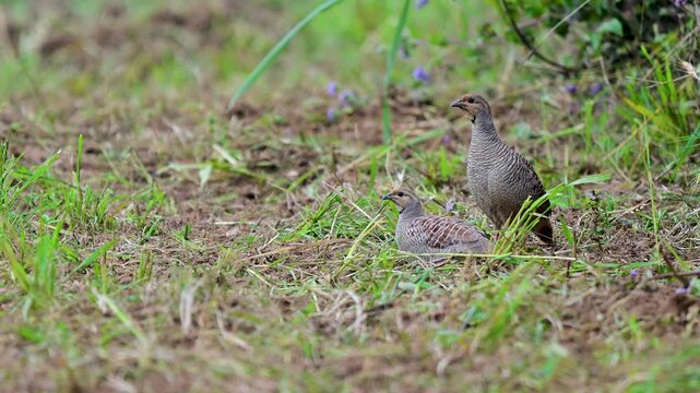 Subtle movement captured as pair forages closely across soil surface