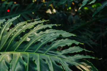 Green tropical ornamental Philodendron plant leaf growing in botanical greenhouse © reddish