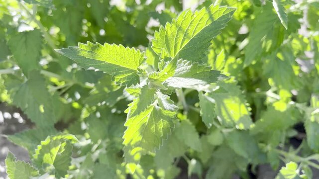 Close-up of Fresh Green Catnip Leaves in a Garden