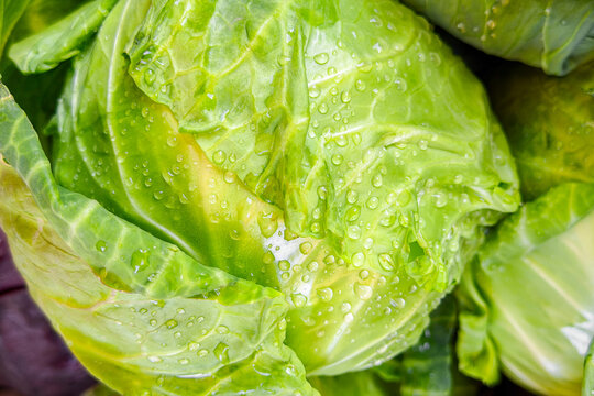 Close up view of fresh green cabbage with water drops