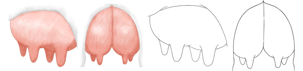 Fototapeta premium Two sets of udder illustrations painted in charcoal pencil style; udder outline
