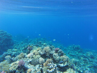 Obraz premium Beautiful tropical fish aquarium full of assorted corals and saltwater reef fish.