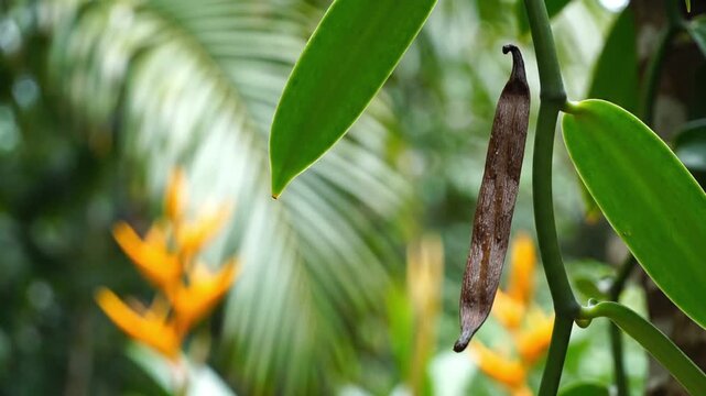 A close-up shot of tropical green leaves with a dried brown leaf hanging in the foreground, while vibrant orange heliconia flowers softly blur in the background.