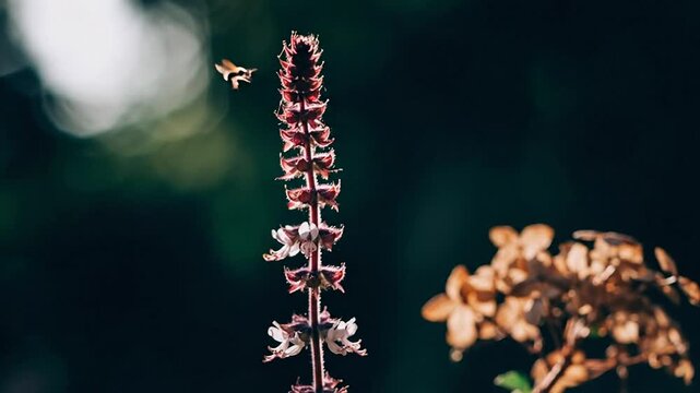 A bee flies towards a tall purple flower with blurred greenery in the background and a dry plant on the right.