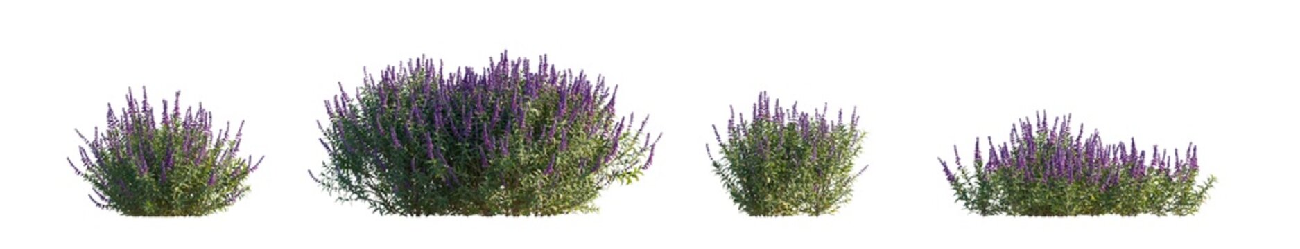 salvia leucantha (mexican bush sage, velvet sage) isolated PNG on a transparent background premium nature cutout