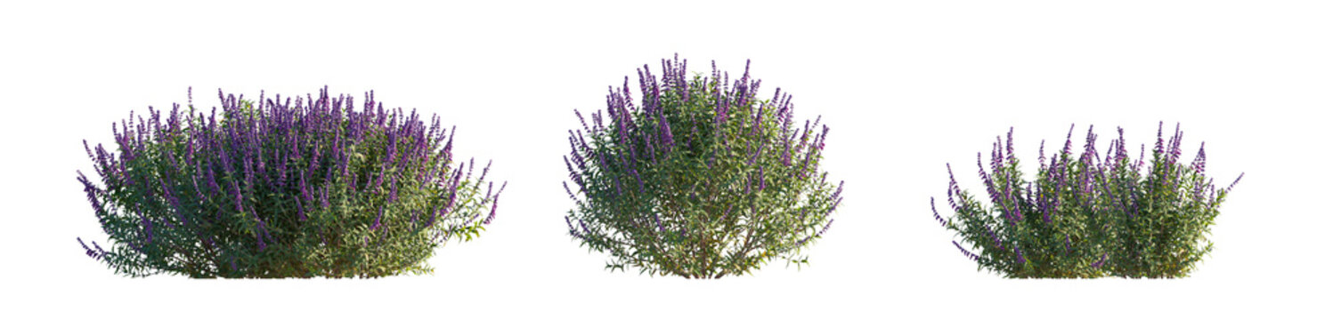 salvia leucantha (mexican bush sage, velvet sage) isolated PNG on a transparent background premium nature cutout