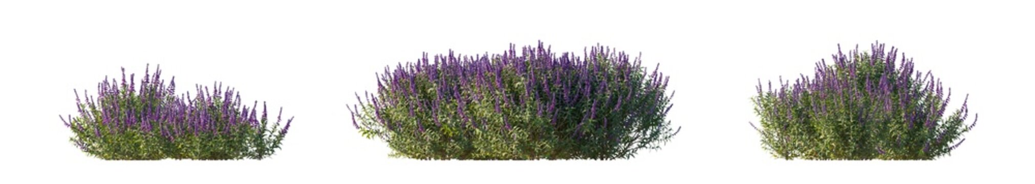 salvia leucantha (mexican bush sage, velvet sage) isolated PNG on a transparent background premium nature cutout