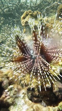 Banded sea urchin (Echinothrix calamaris) releasing white gamete streams from anal papilla forming smoky cloud, damselfish nearby on coral reef, filmed before sunset, Nha Trang, Vietnam.