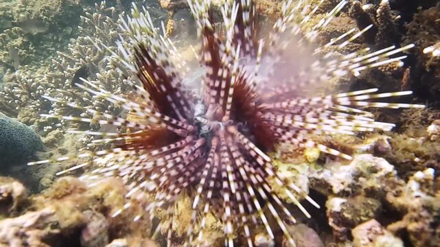 Banded sea urchin (Echinothrix calamaris) releasing white gamete streams from anal papilla forming smoky cloud, damselfish nearby on coral reef, filmed before sunset, Nha Trang, Vietnam. Zoom out