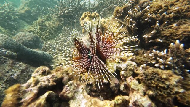 Banded sea urchin (Echinothrix calamaris) releasing white gamete streams from anal papilla forming smoky cloud, damselfish nearby on coral reef, filmed before sunset, Nha Trang, Vietnam.