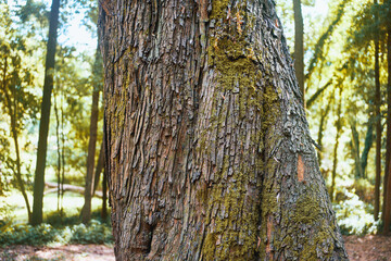 Obraz premium Outdoor closeup of brown tree trunk surface