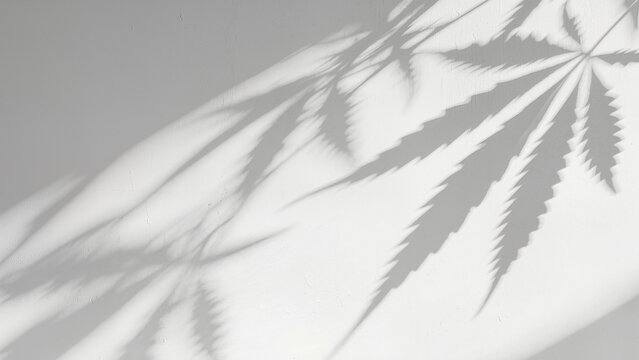 Shadow of cannabis leaves on white wall. Minimal light and natural pattern background. Abstract botanical silhouette. Modern aesthetic texture with copy space