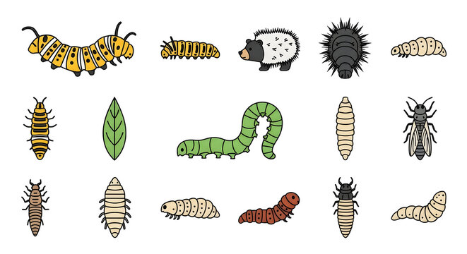Collection of various caterpillar species.
