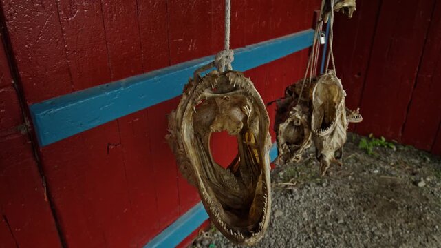 Close-up of stockfish drying in Lofoten, Norway. Historic seafood preservation and iconic Nordic fishing culture.