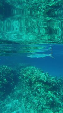 Vertical footage, Close-up of a Full Beak or Red Sea Houndfish, Tylosurus choram swimming in blue water under a calm surface reflecting in it during daytime