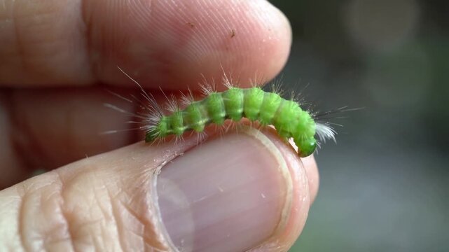 Crawling after placement on thumbnail, green hairy caterpillar inching right while thumb adjusting