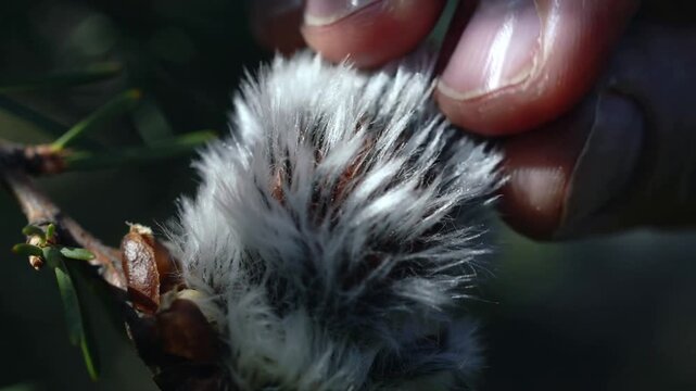 Hovering fingertips touching and stroking fuzzy catkin on twig in garden, exploring texture