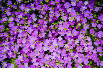 Aubrieta deltoidea ground cover with purple flowers