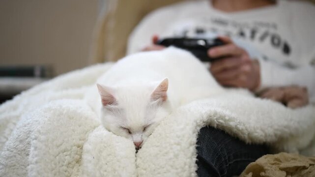 ゲームをする飼い主の膝の上で眠る白い猫