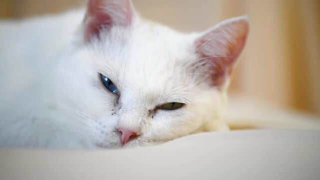 眠りに落ちるオッドアイの白い猫
