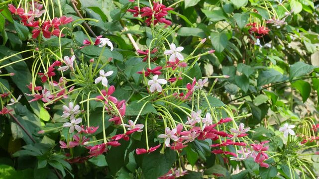 Blooming Rangoon Creeper Vine with Red and White Star Flowers in Lush Garden