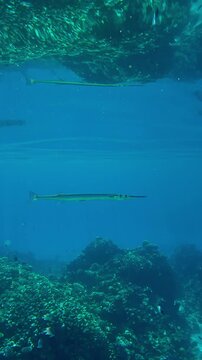 Vertical footage, Full Beak or Red Sea Houndfish, Tylosurus choram swimming in clear turquoise water mirroring on surface at calm weather, closeup.